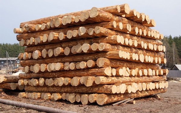 Интересные факты о древесине