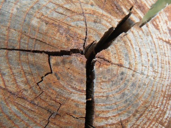 Типы трещин в древесине